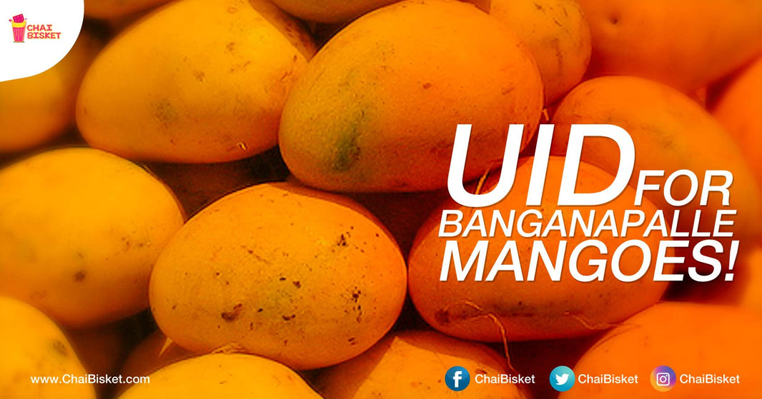 After Tirupathi Laddu, Banganapalle Mangoes Get Unique Identification Of Geographical Indication!