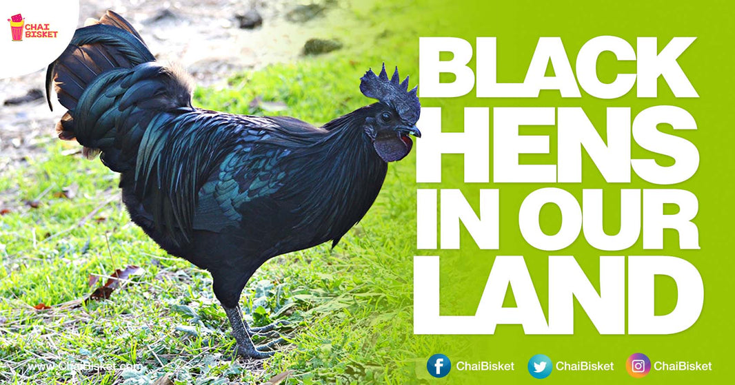 This Zero Fat Chicken Is Totally Black And You Can Never Imagine How Much It Costs!