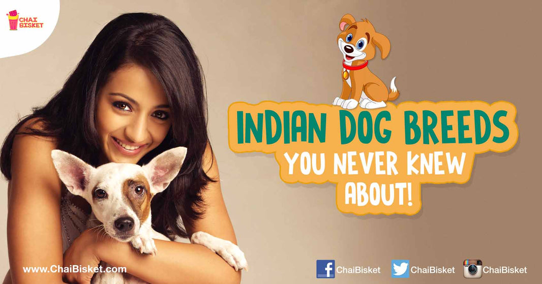 15 Indian Dog Breeds That You Probably Never Knew About!