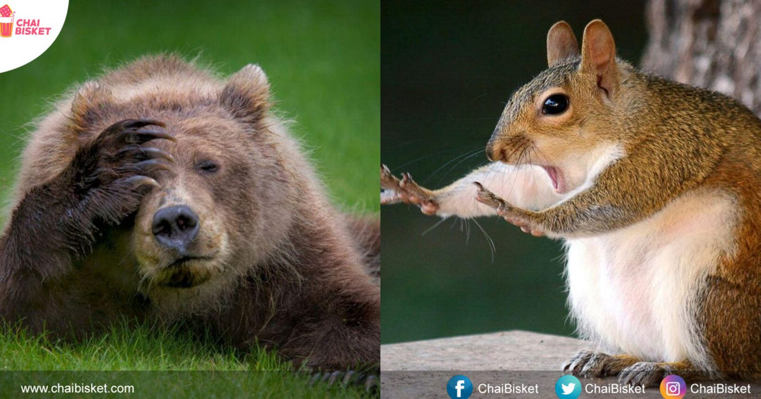 15 Funniest Photos Of 'Comedy Wildlife Photography Awards 2018' That Are Just Aww