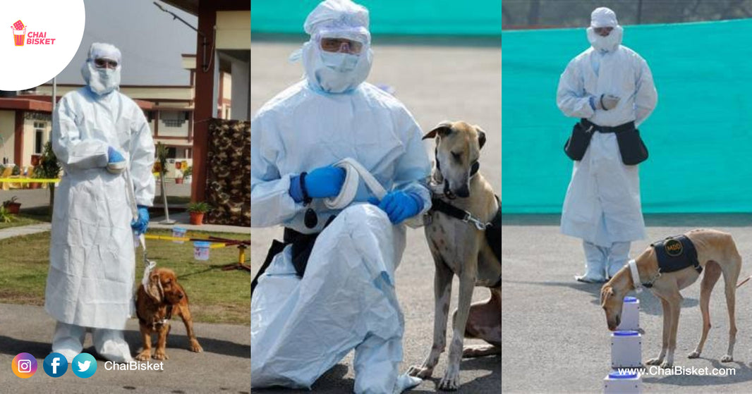 India's First Military Dogs To Detect Corona Virus: Meet Jaya, Casper & Mani