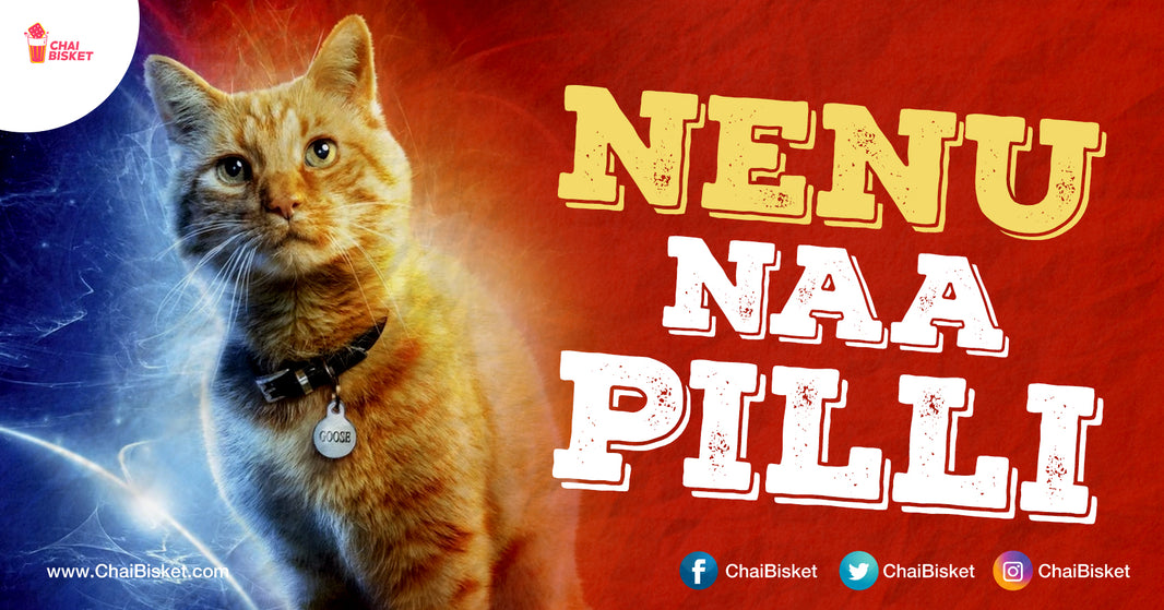 I'm A Cat Lover But I Don't Have A Cat. Here's My Story Through Memes