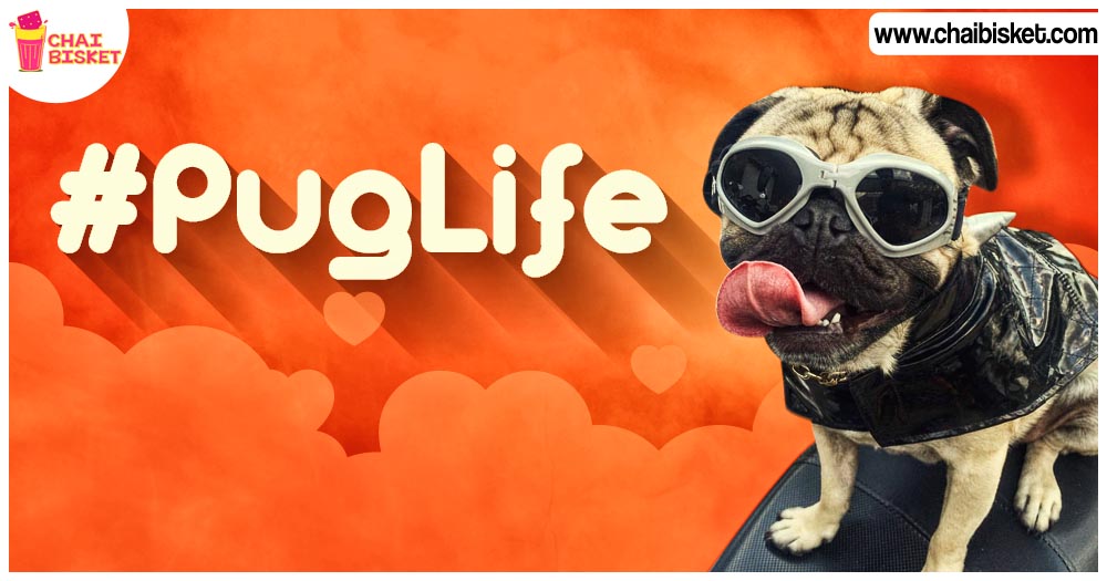 12 Things You Can Definitely Relate To If You Own A Precious Pug!