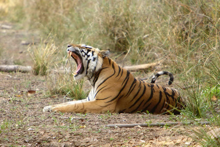 Here Is All You Need To Know About The Beautiful Wildlife In The Telugu States!