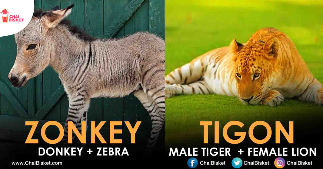 కని విని ఎరుగని Mix Breeds: 12 Animals You Never Knew But Actually Exist